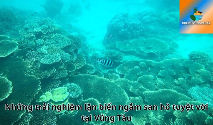 Những trải nghiệm lặn biển ngắm san hô tuyệt vời tại Vũng Tàu